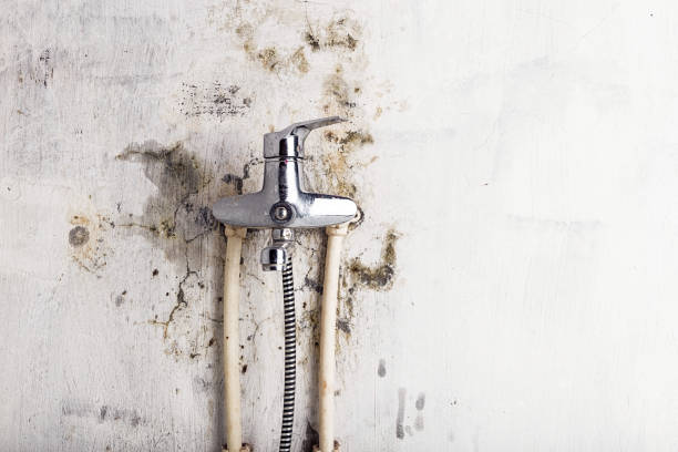 Best Office Mold Removal Services  in Monongahela, PA