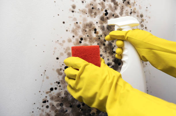Best Local Mold Removal Service  in Monongahela, PA