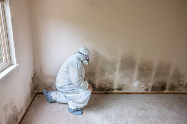 Best Black Mold Removal  in Monongahela, PA