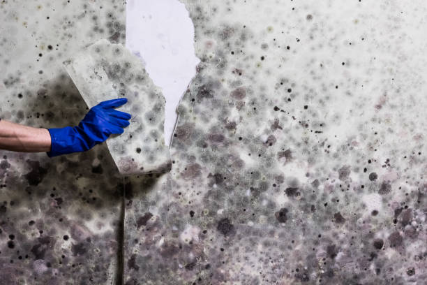 Home Mold Removal in Monongahela, PA